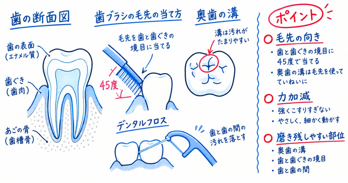 毎日磨いても指摘される磨き残し、正しい歯磨きのやり方を解説